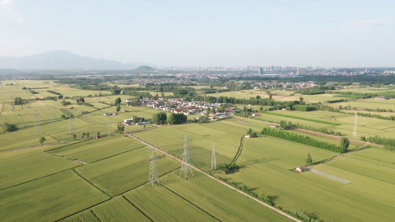 夏季芒种收割机收割成熟的小麦视频素材