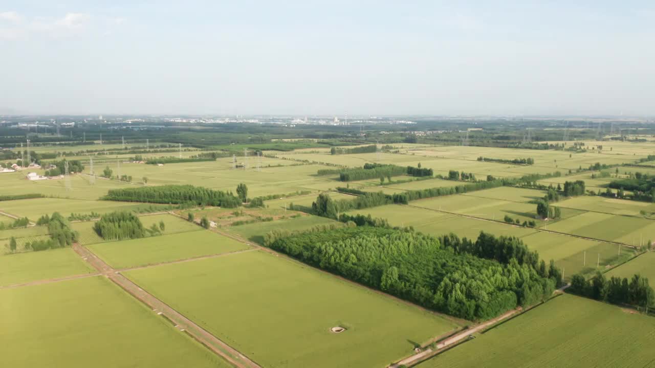 夏季芒种收割机收割成熟的小麦视频素材