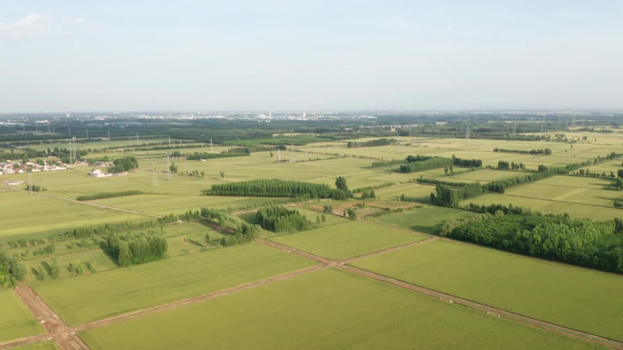 夏季芒种收割机收割成熟的小麦视频素材