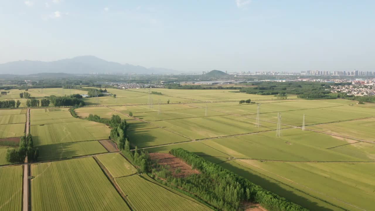 夏季芒种收割机收割成熟的小麦视频素材