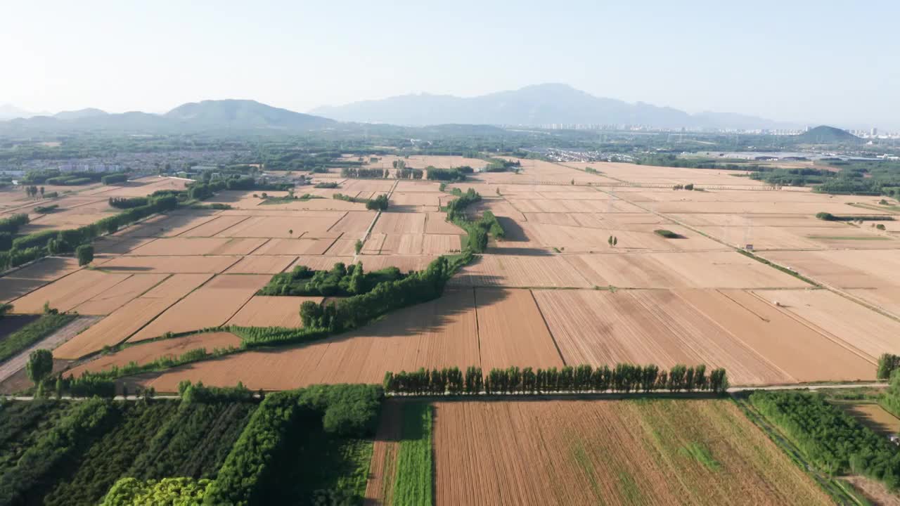 夏季芒种收割机收割成熟的小麦视频素材