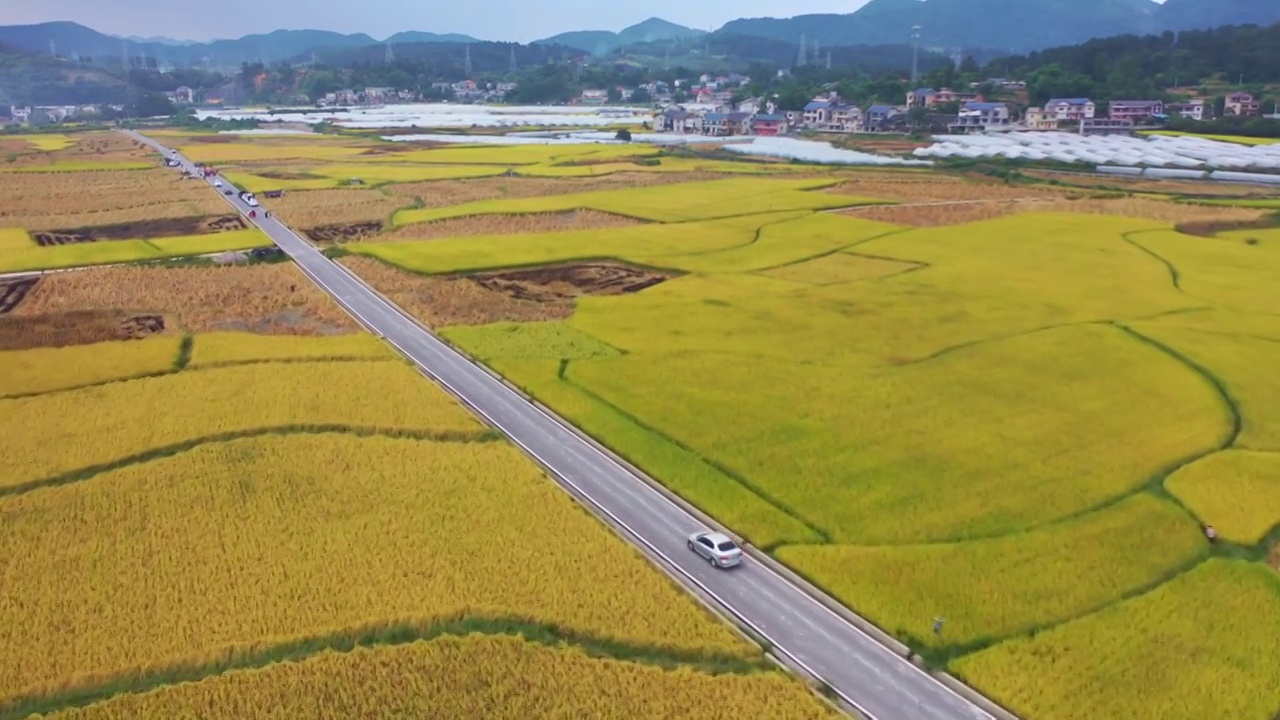 航拍贵州遵义海龙贡米村秋收及金黄的稻田收割视频素材