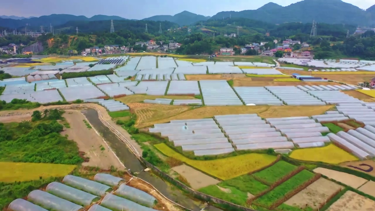 航拍贵州遵义海龙贡米村秋收及金黄的稻田收割视频素材