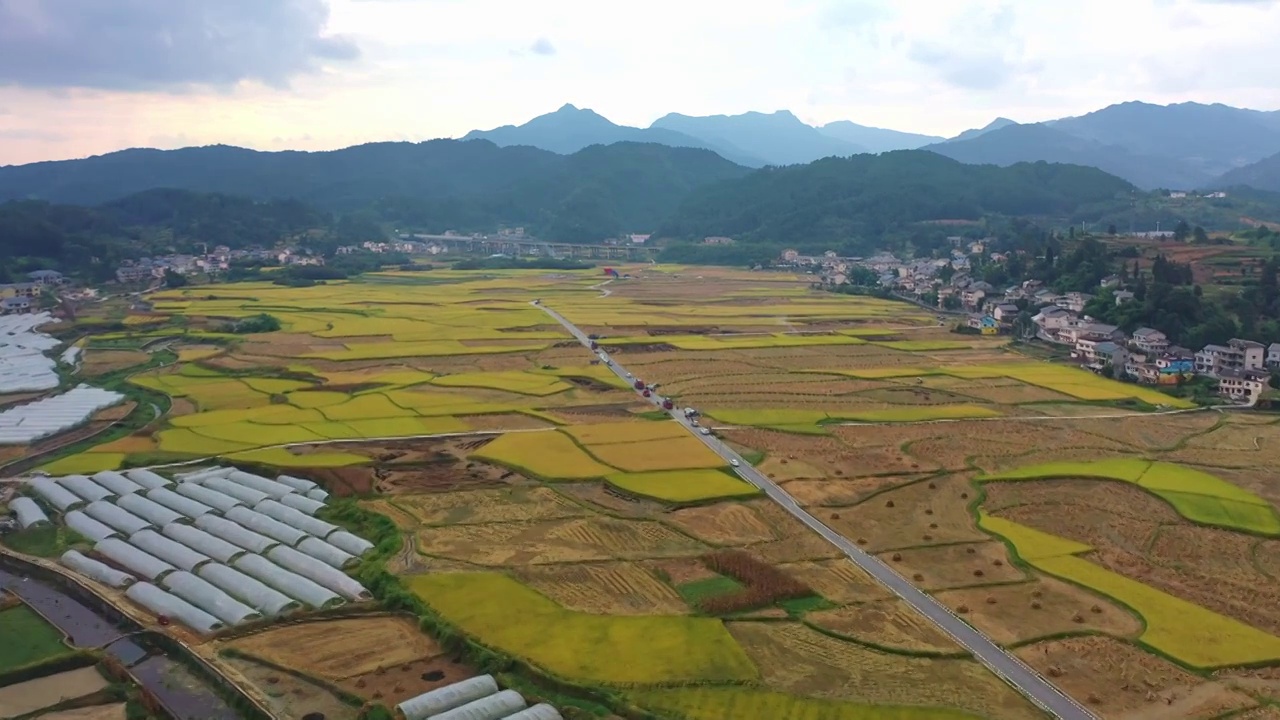 航拍贵州遵义海龙贡米村秋收及金黄的稻田收割视频素材