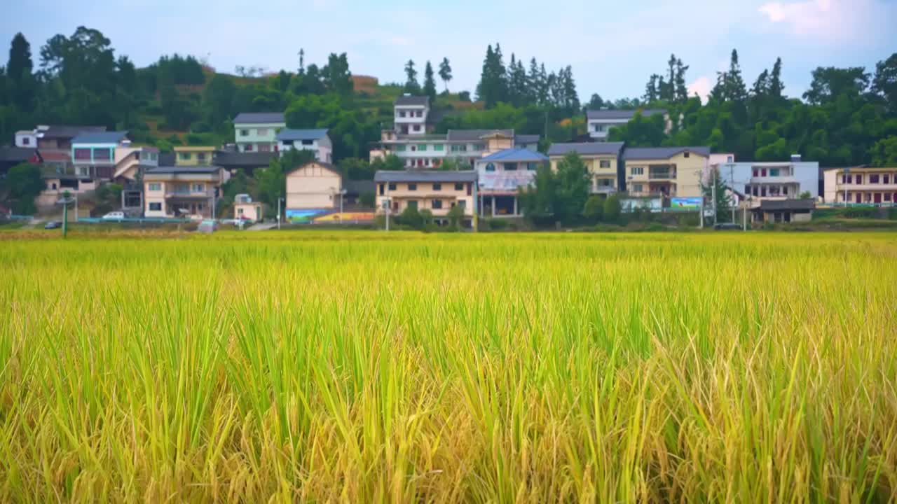 金黄的麦穗在风中飘动视频素材