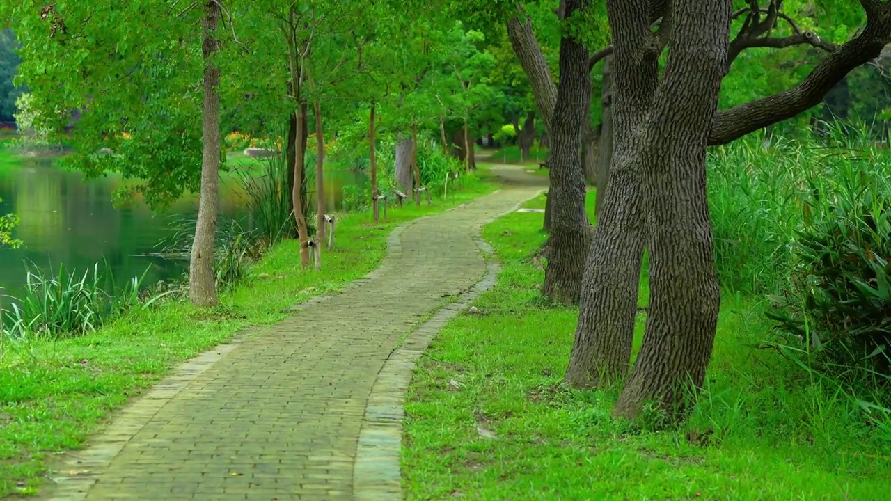 森林小路 路径 绿色生态视频素材