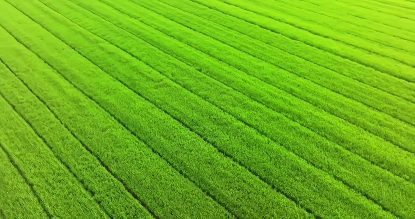 夏季稻田航拍视频素材