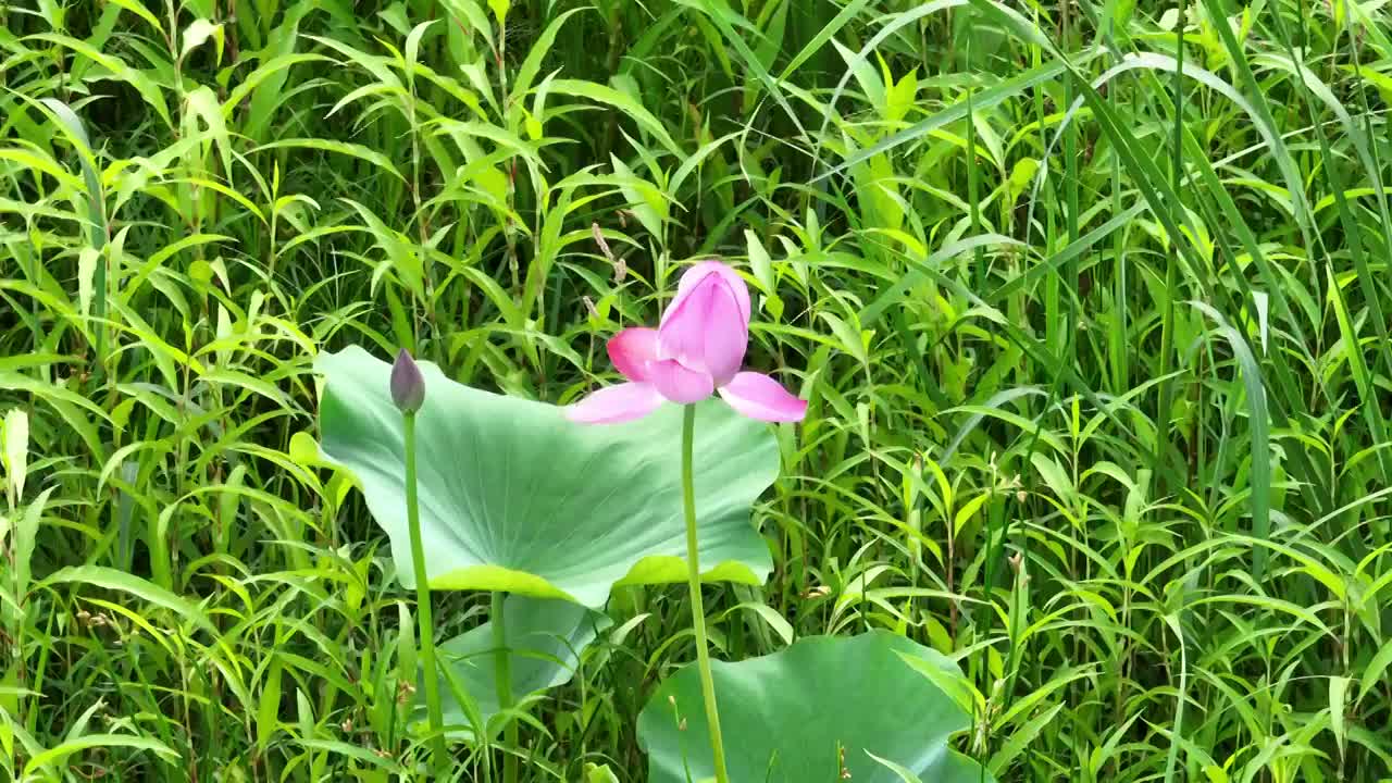 北京怀柔水库夏天荷花航拍视频素材