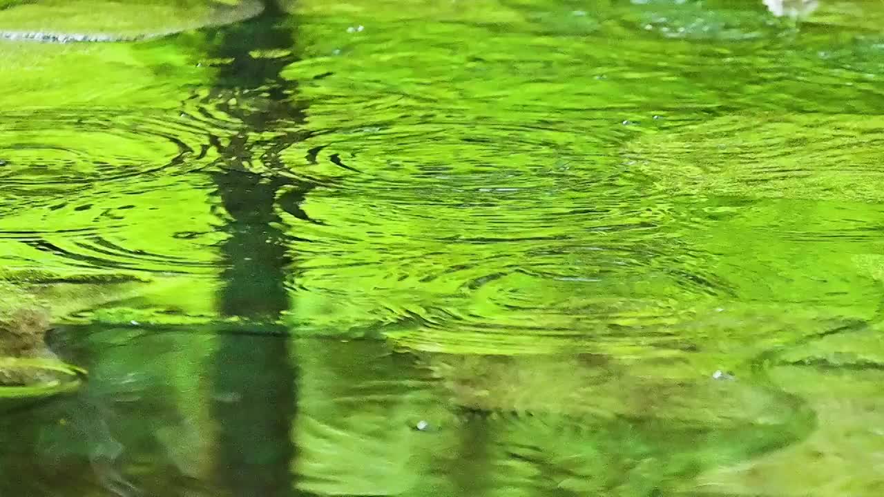 雨水滴落在水面上溅起的水花圆圈水泡视频素材