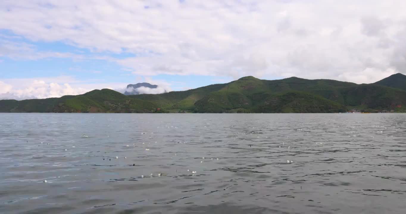 旅游景区：游船在飘满水性杨花的泸沽湖泛舟前行视频素材