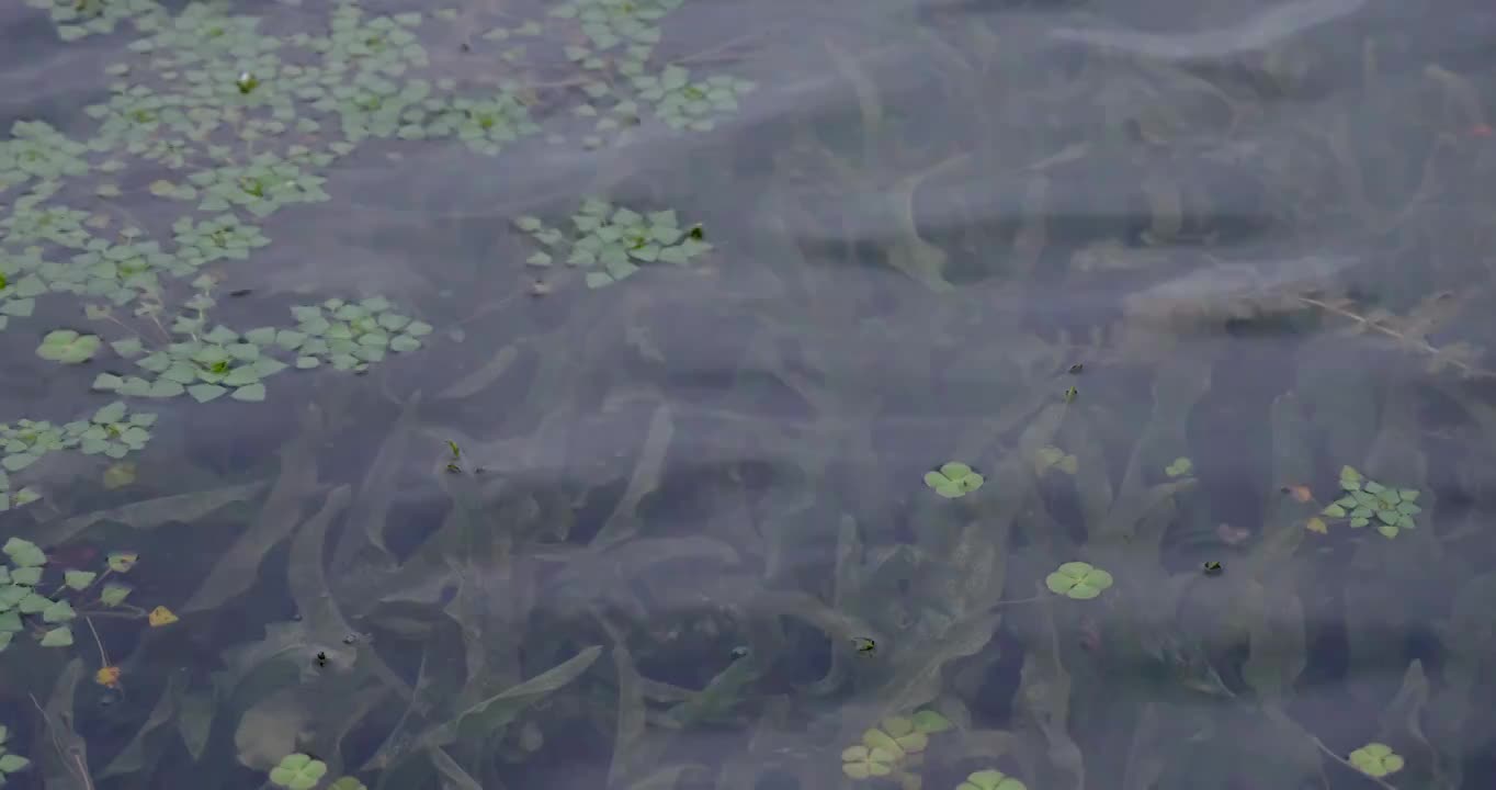 旅游景区：泸沽湖中的水生植物视频素材