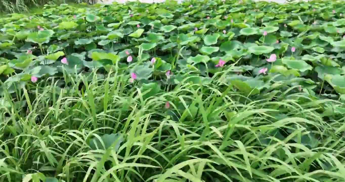 北京怀柔水库夏天荷花航拍视频素材