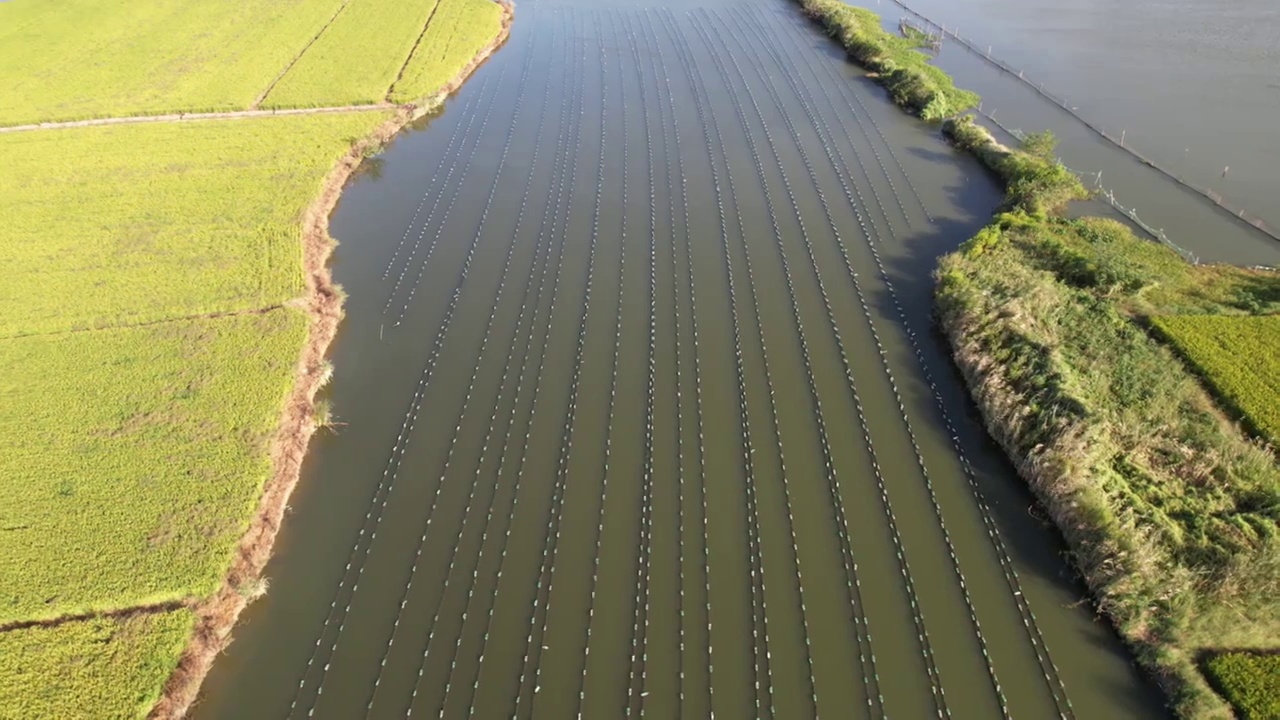 4K航拍河蚌珍珠养殖基地视频下载