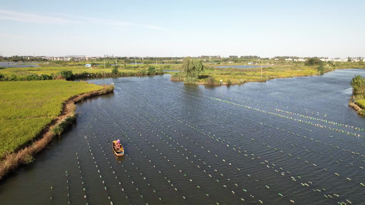 4K航拍河蚌珍珠养殖基地视频下载