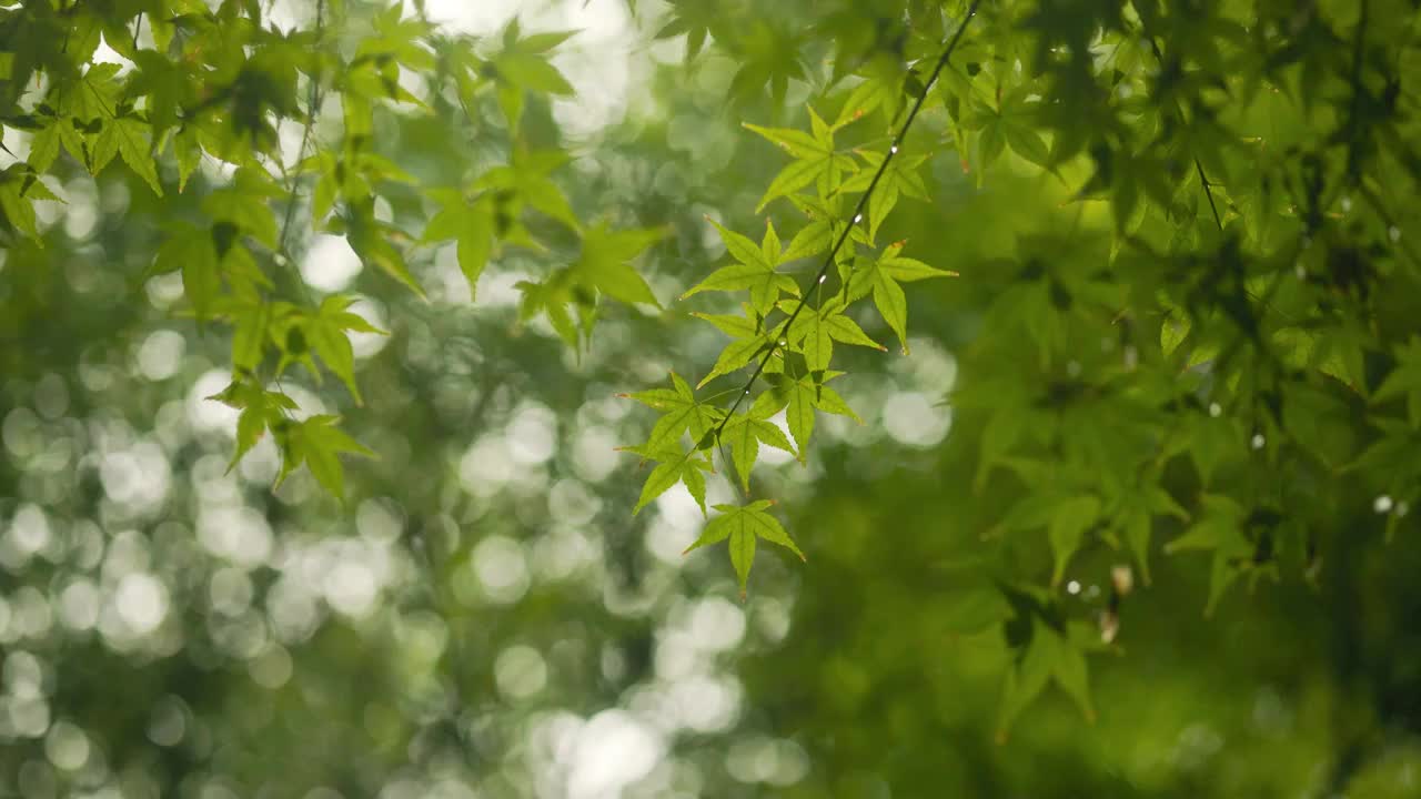 秋日的雨天雨水滴落在树叶上视频素材