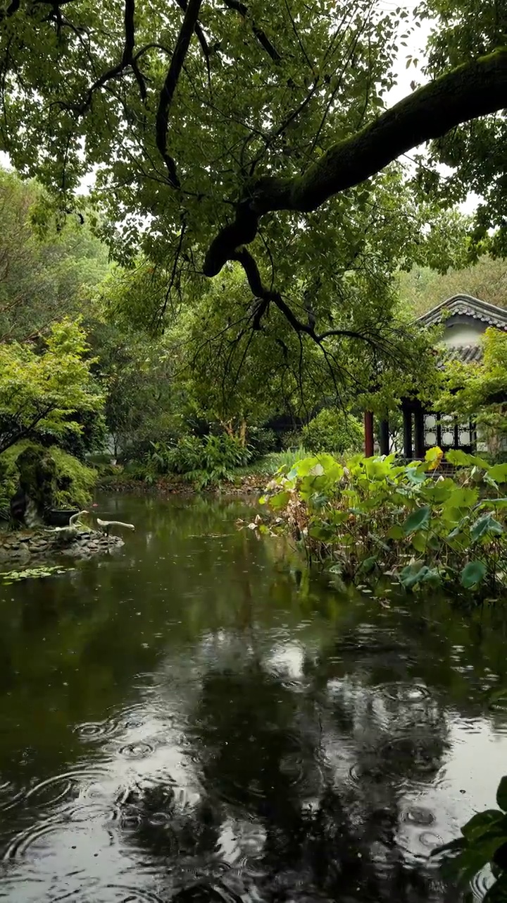 下雨天江南园林景观氛围感（竖屏）视频素材