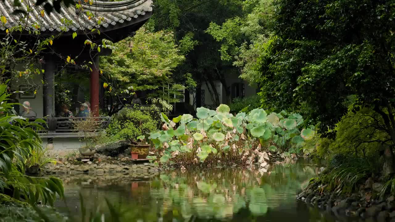 下雨天江南园林荷塘的氛围感3视频素材