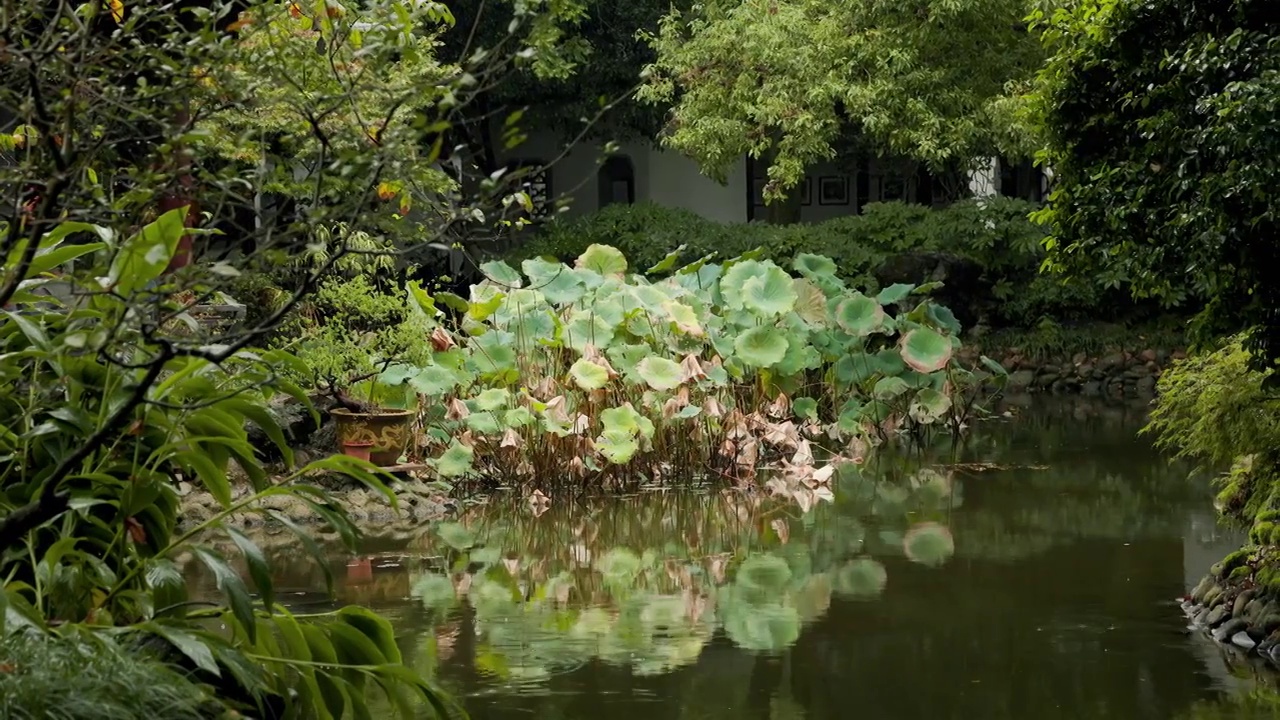 下雨天江南园林荷塘的氛围感1视频素材