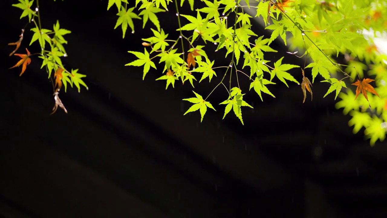 入秋后的雨天雨水滴落在泛黄的树叶上视频素材