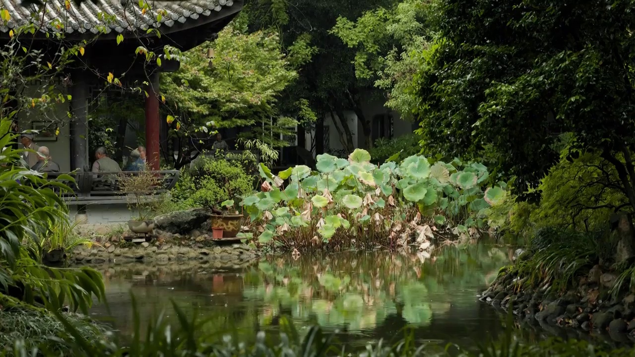 下雨天江南园林荷塘的氛围感2视频素材