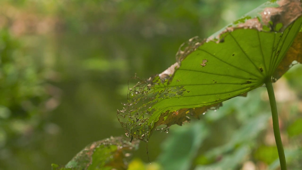 下雨天江南园林中秋日的残荷荷叶视频素材