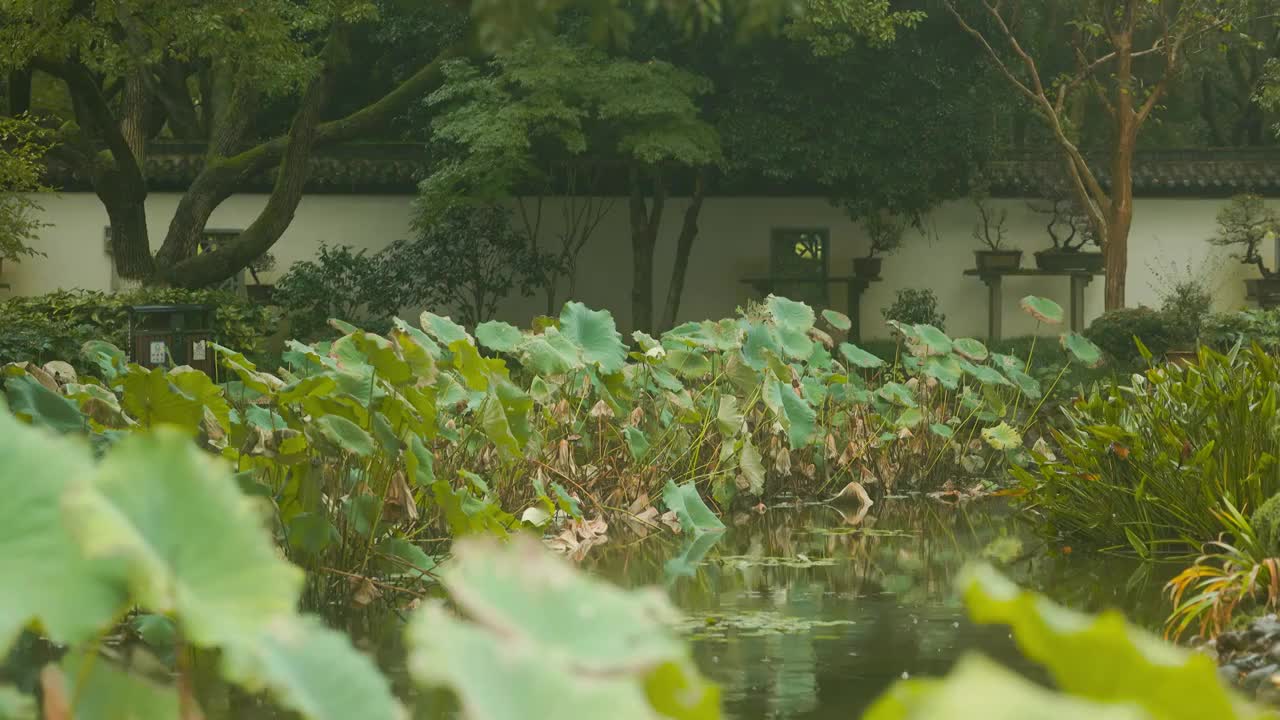 秋天江南园林景观雨中的荷塘视频素材