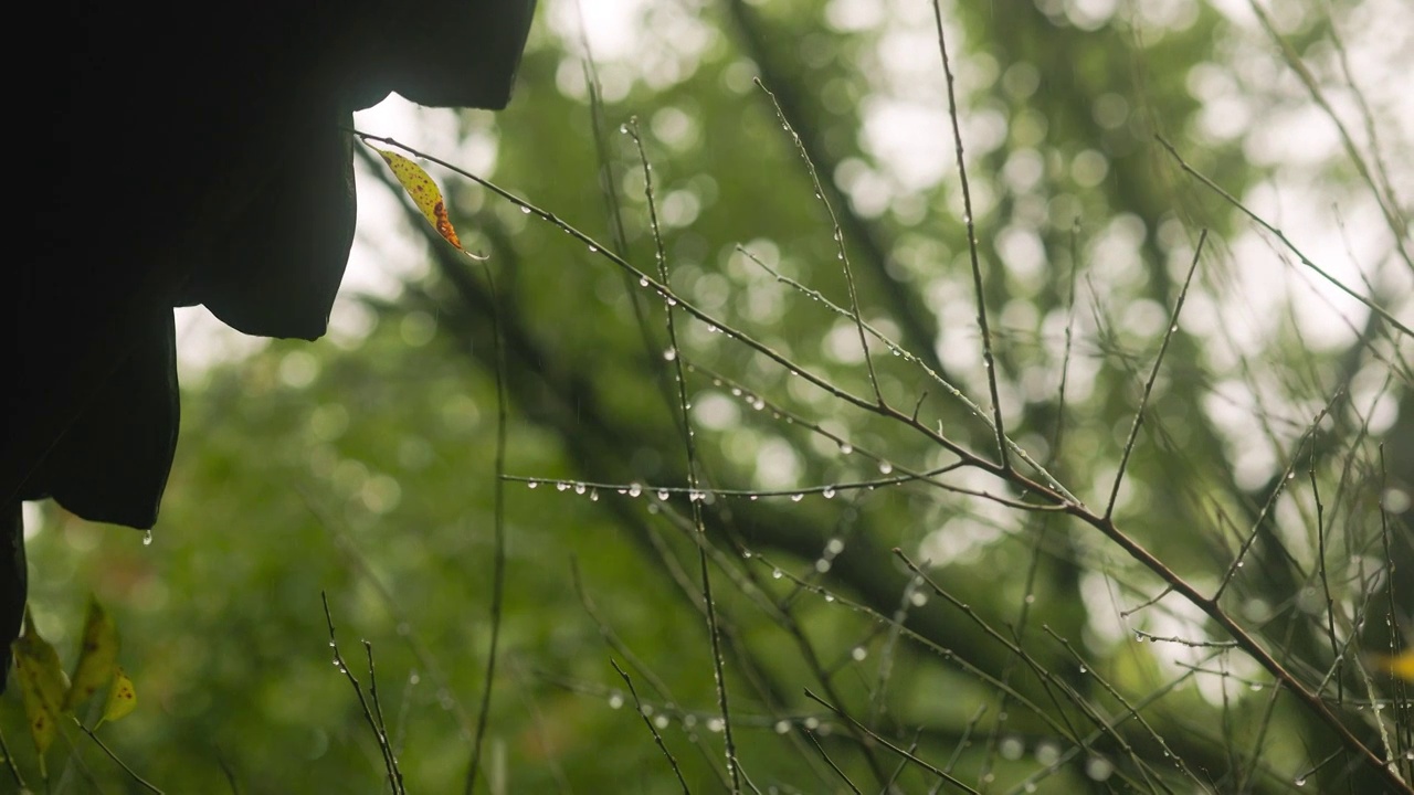 入秋后的雨天，屋檐边的树枝叶子凋零后，挂满了水珠视频素材