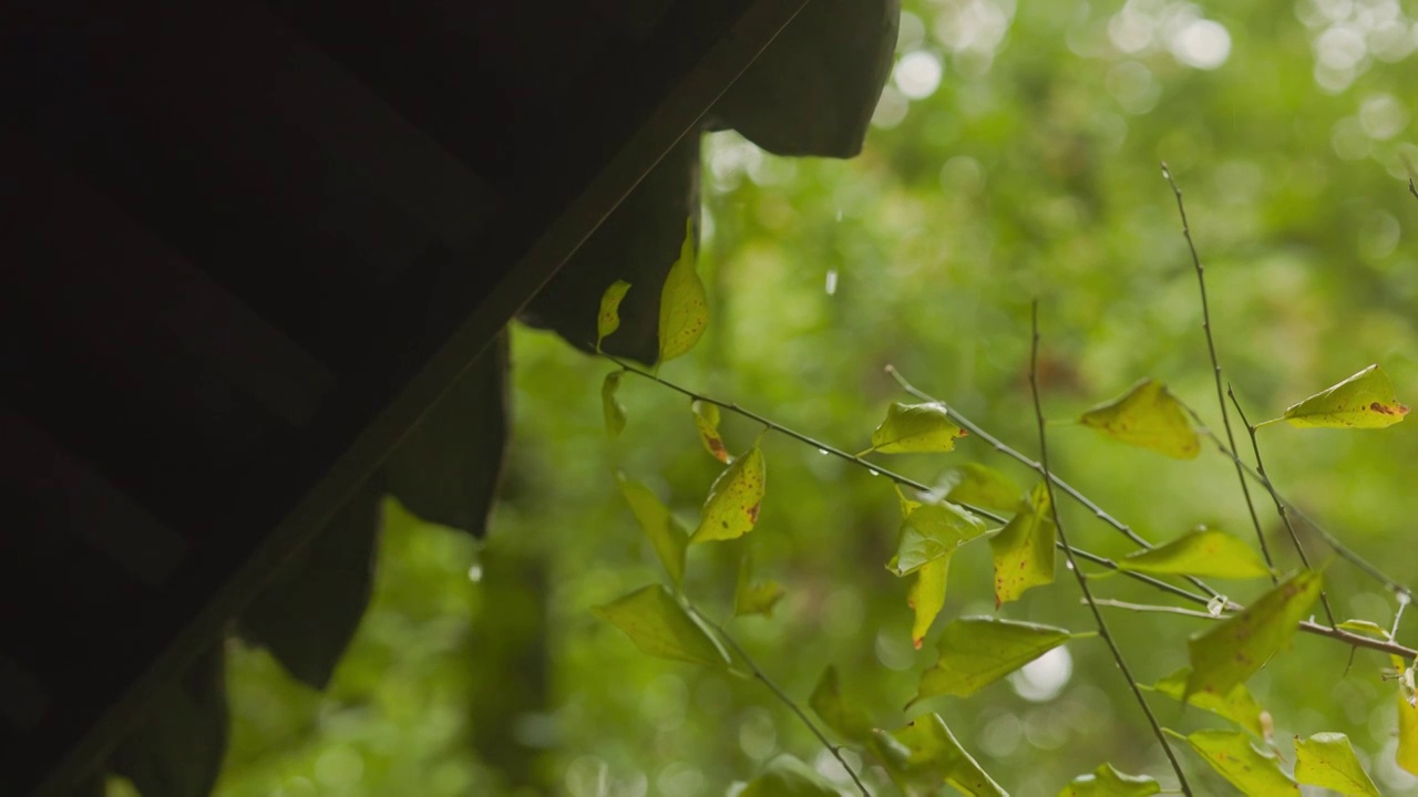 入秋后的雨天，屋檐边的树枝树叶已经开始稀松凋零视频素材