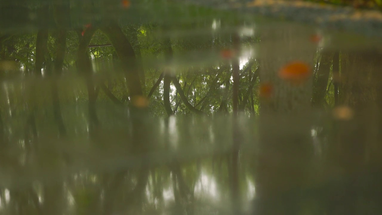 雨天公园积水的道路上撑伞的路人经过视频素材