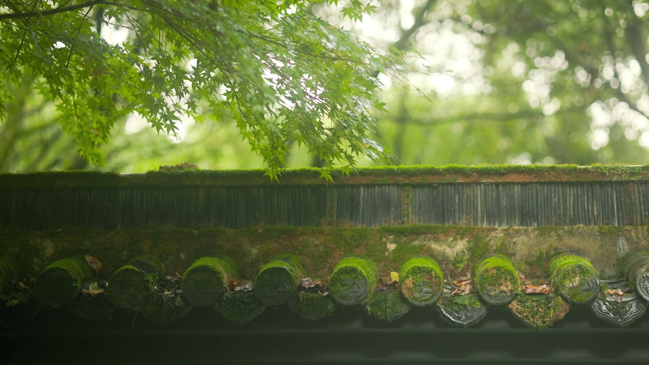 下雨天园林布满苔藓的围墙上雨滴顺着树木的枝叶滴落下来视频素材