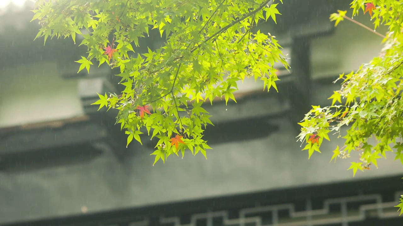 秋雨丛泛黄的树叶上滴落，古建筑背景。视频素材