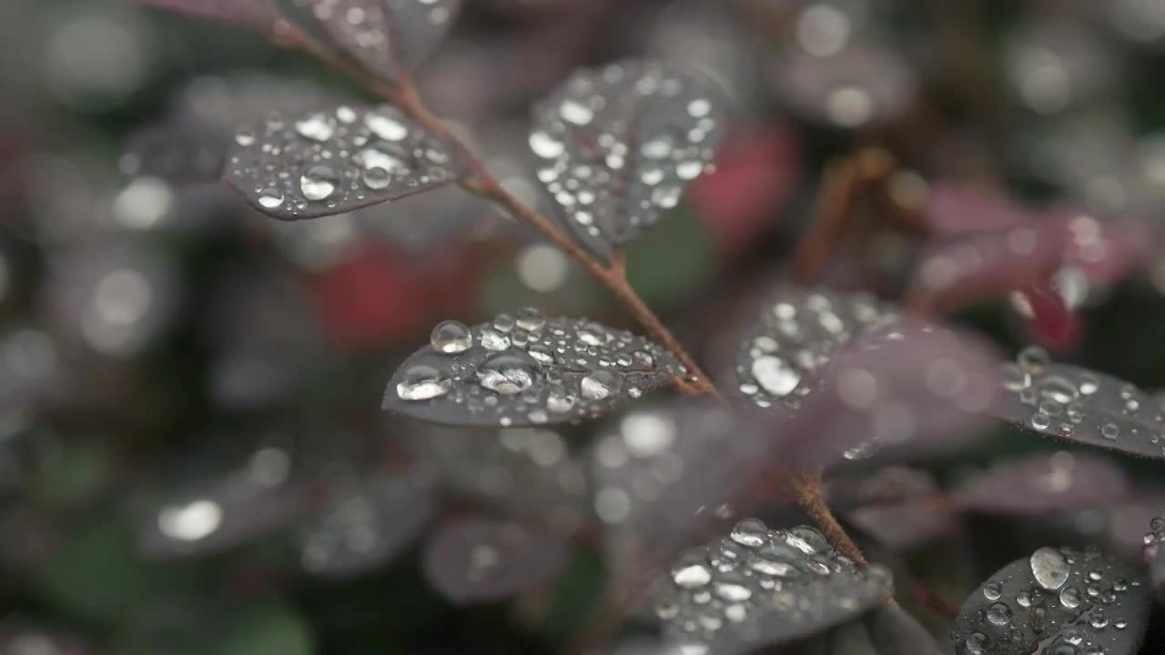 秋天的清晨植物叶子上的水珠6视频素材