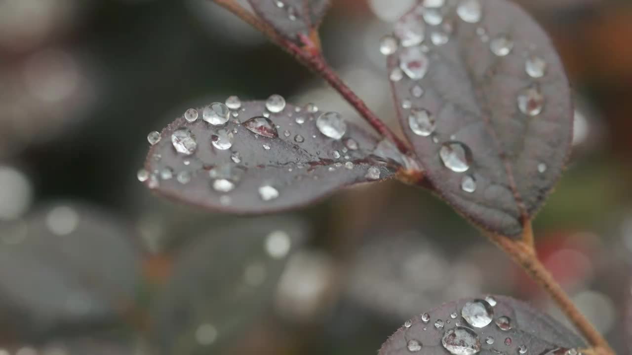 秋天的清晨植物叶子上的水珠视频素材