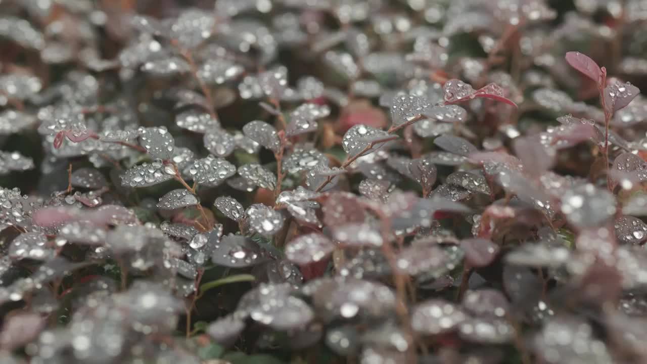 秋天的清晨植物叶子上的水珠5视频素材