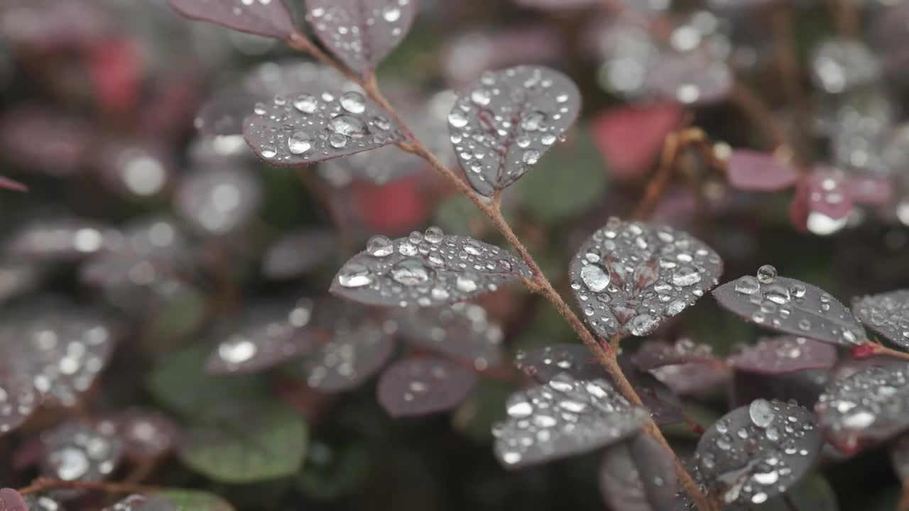 秋天的清晨植物叶子上的水珠3视频素材