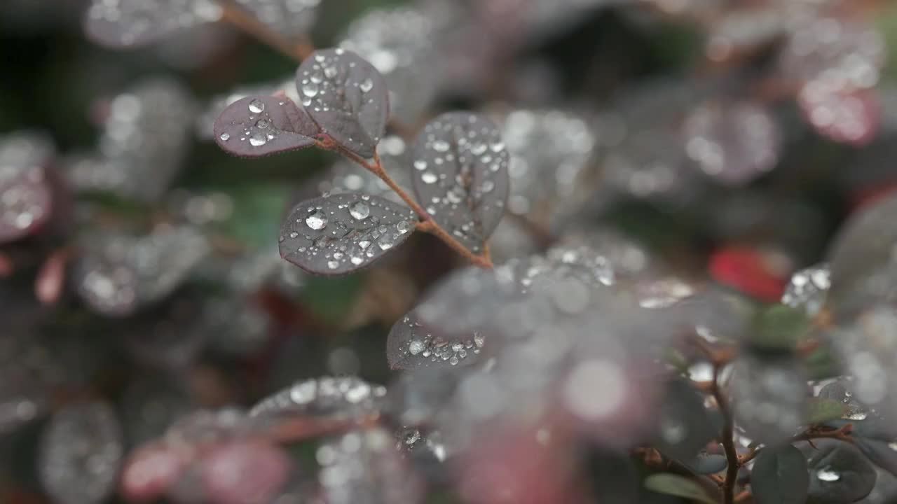 清晨植物叶子上的l露珠视频素材