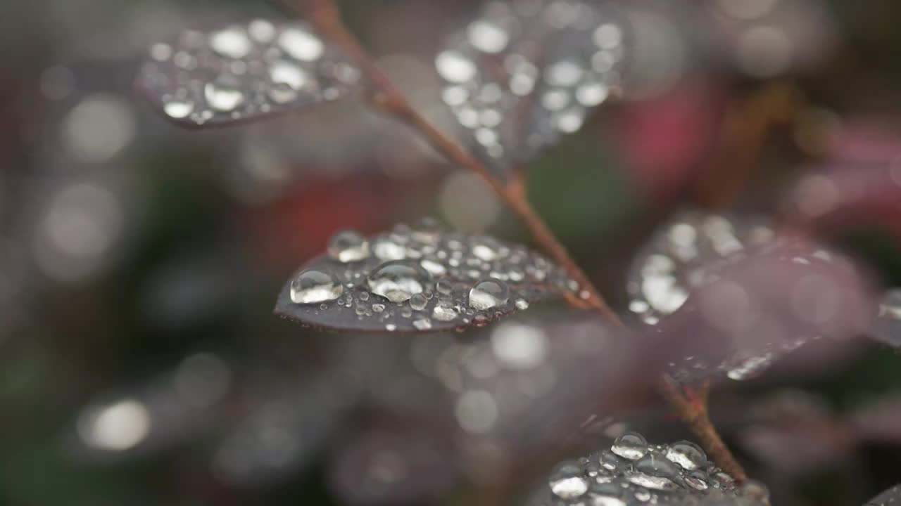 秋天的清晨植物叶子上的水珠7视频素材