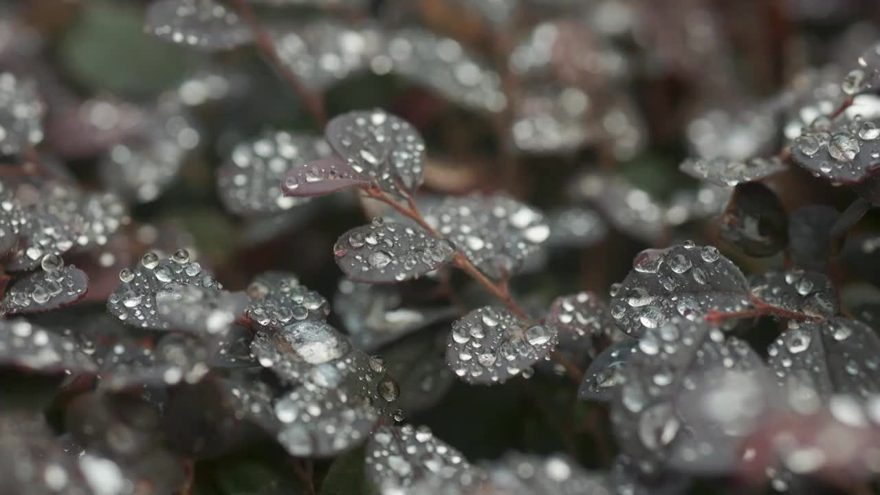 秋天的清晨植物叶子上的水珠4视频素材