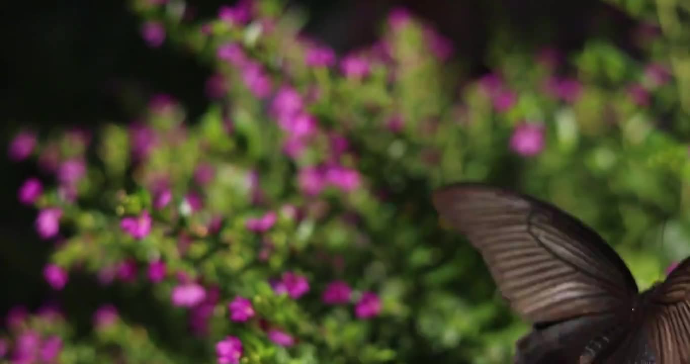 蝴蝶在花丛中采蜜视频素材画面1