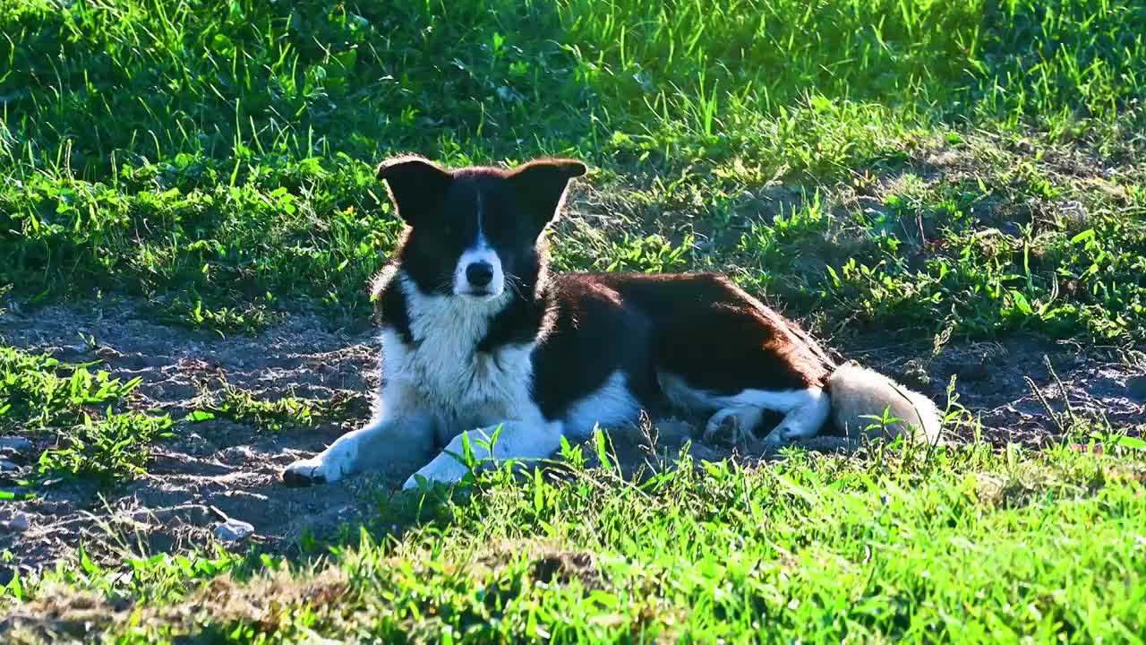 草原上一直黑白花的牧羊犬小狗视频素材