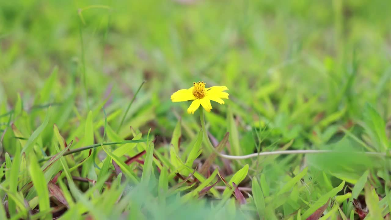 南美蟛蜞菊视频素材