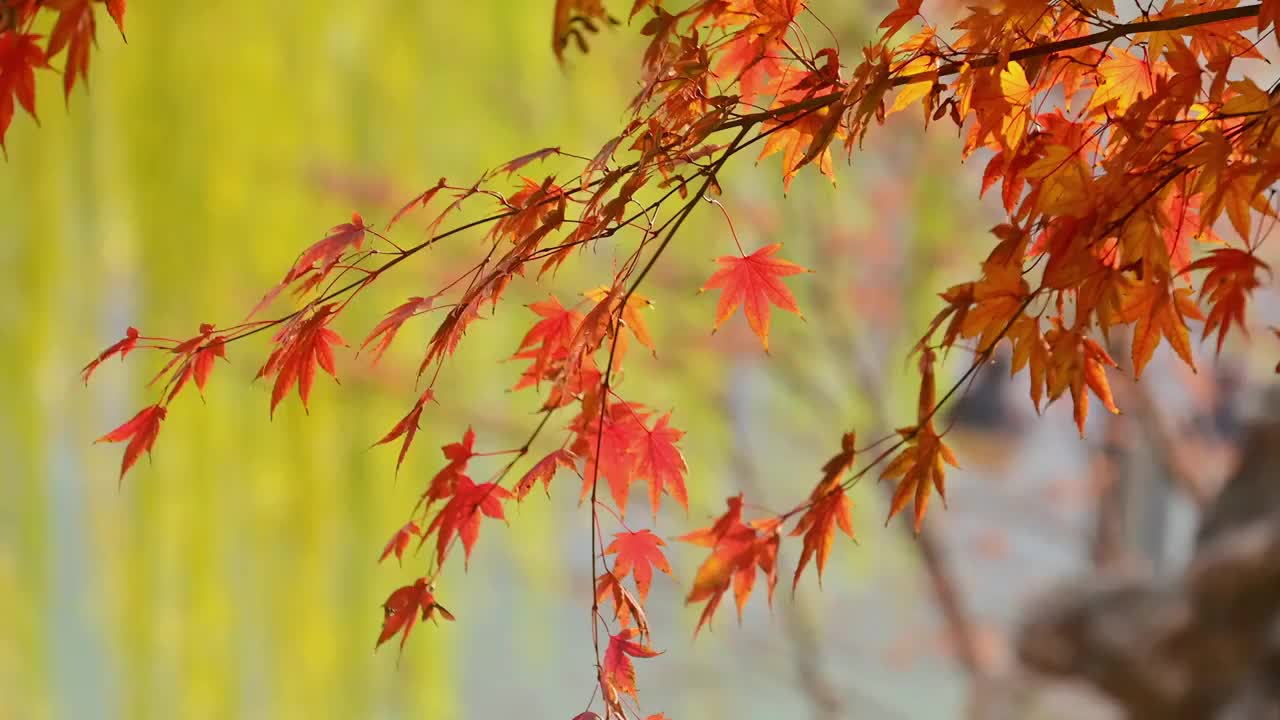 北京香山秋天的红叶枫叶视频素材