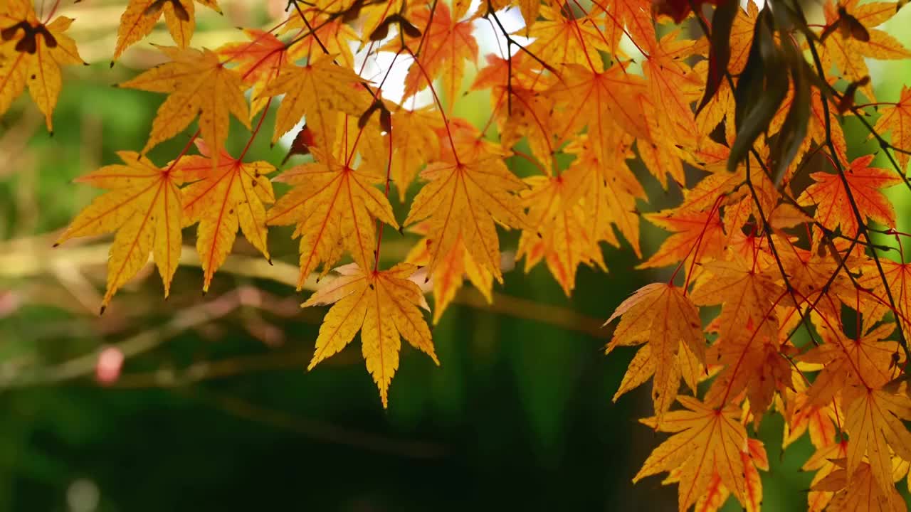 北京香山秋天的红叶枫叶视频素材