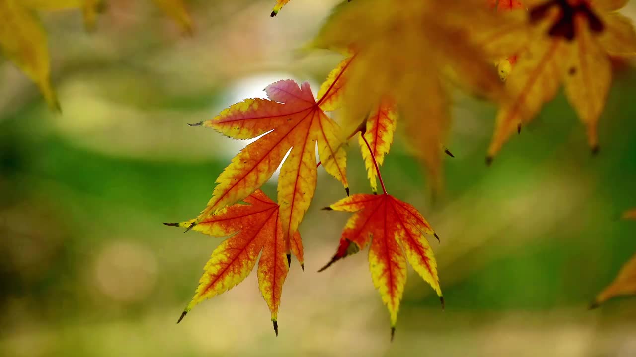 北京香山秋天的红叶枫叶视频素材