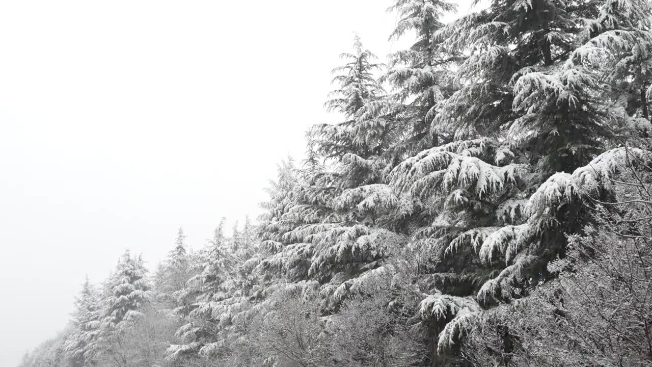 雪中松树林视频素材