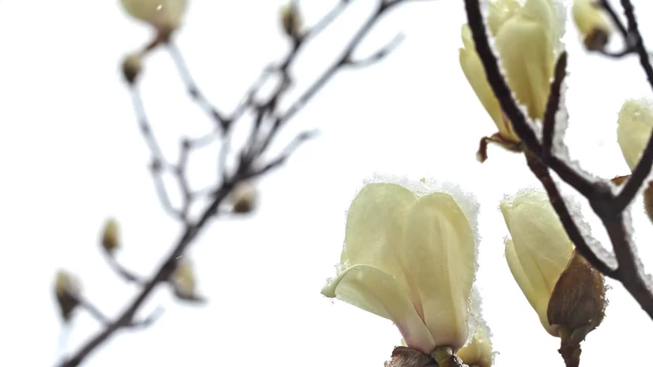 雪中花视频素材