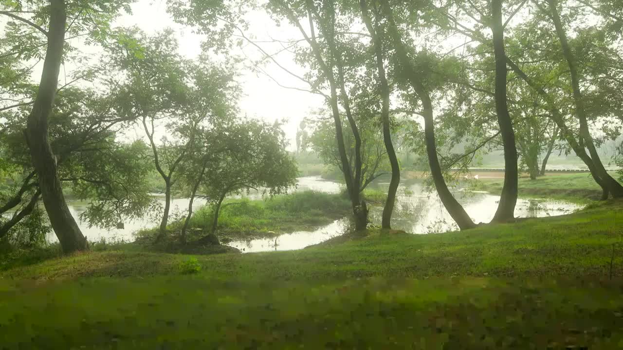 乡村清晨田野的自然湿地视频素材