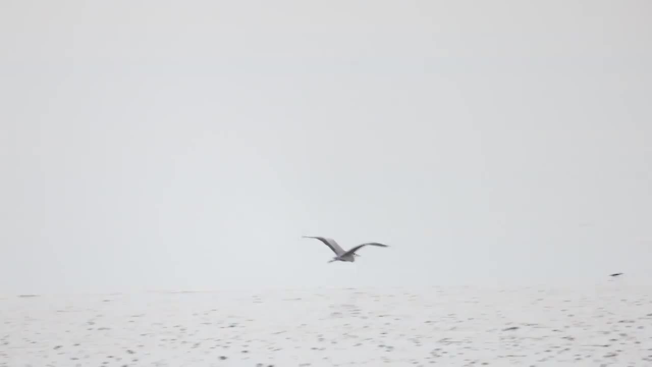 深圳湾生态苍鹭视频素材