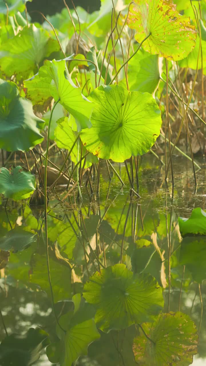 秋日荷塘中阳光透过荷叶倒影在水中视频素材