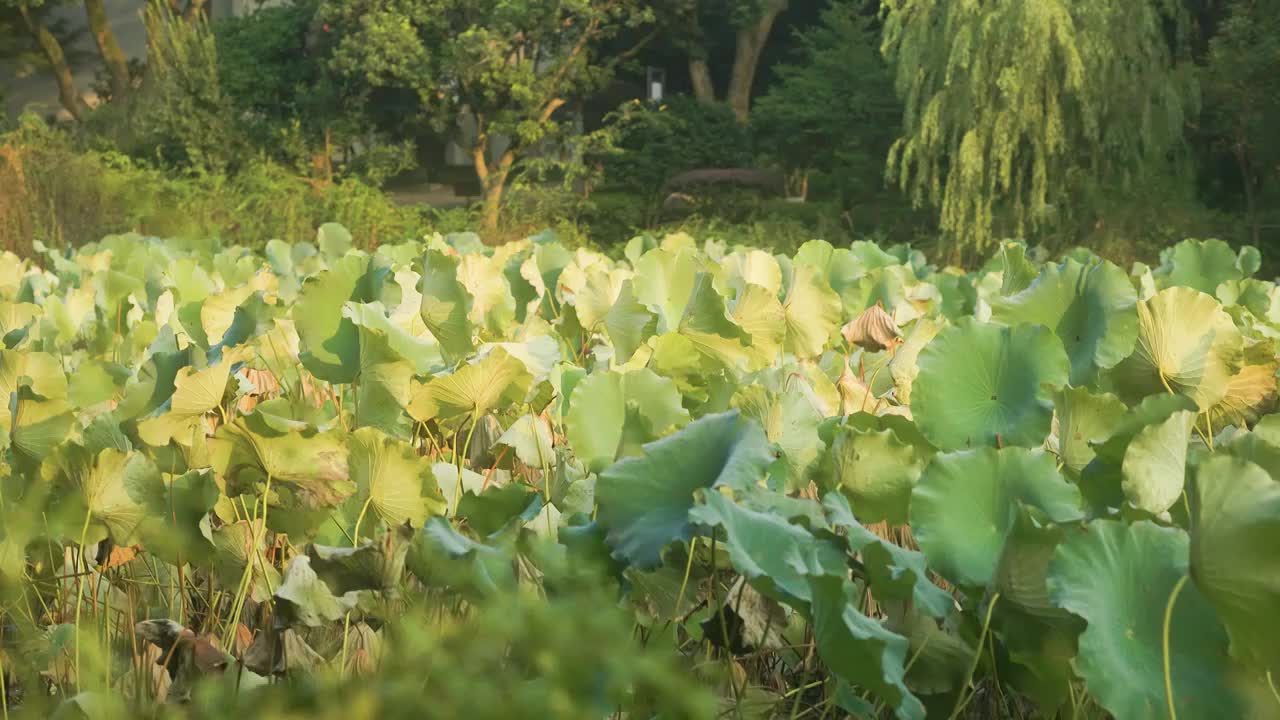 秋日南方明媚阳光下的荷塘景色视频素材